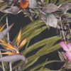 Picture of Hollis Navy Tropical Wallpaper