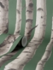 Picture of Chester Dark Green Birch Trees Wallpaper