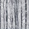 Picture of Frosted Silver Winter Grove Wallpaper