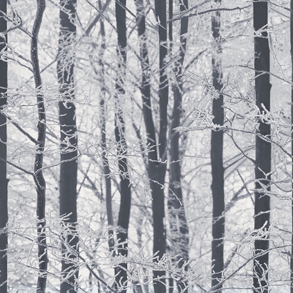 Picture of Frosted Silver Winter Grove Wallpaper