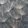 Picture of Kazue Metallic Dandelion Wallpaper