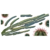 Picture of Cactus Giant Peel and Stick Wall Decals