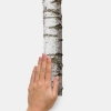 Picture of Realistic Birch Trees Peel and Stick Giant Wall Decals