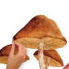 Picture of Mushroom Giant Peel and Stick Wall Decals