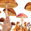 Picture of Mushroom Giant Peel and Stick Wall Decals