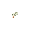 Picture of Painterly Ivy Wall Decals