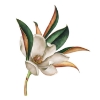 Picture of Vintage Magnolia Peel and Stick Giant Wall Decals