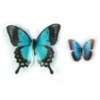 Picture of Blue Butterfly Embellishments