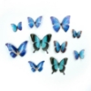 Picture of Blue Butterfly Embellishments