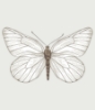 Picture of White Butterfly Tapestry