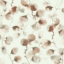 Picture of Eucalyptus Trail Wallpaper- Canyon