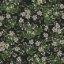 Picture of Cornflower Wallpaper- Black